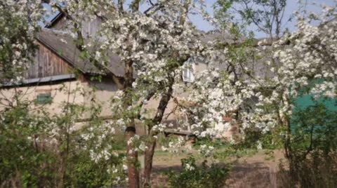 Apple tree flowers Stock Footage 10804697