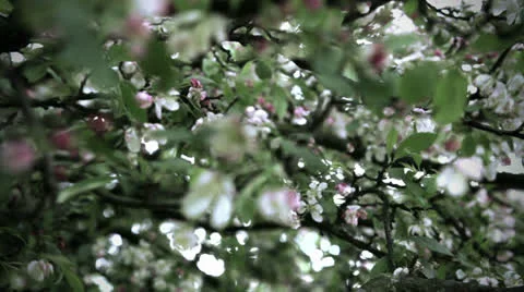 Apple tree flowers Stock Footage 22596392