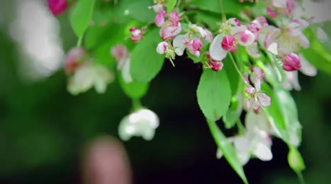 Apple tree flowers Stock Footage 22596483