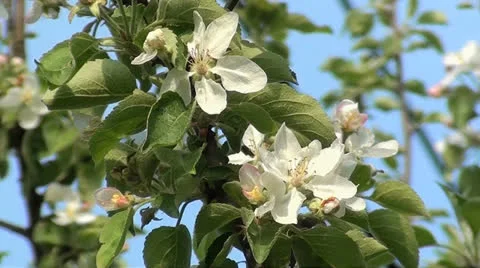 Apple tree flowers Stock Footage 22863400
