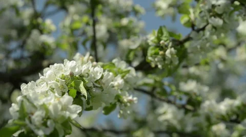 Apple tree Flowers Stock Footage 63613596