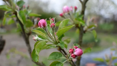 Apple tree flowers Stock Footage 107036427