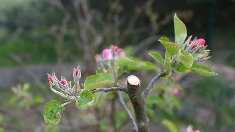 Apple tree flowers Stock Footage 107036440