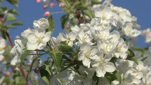 Apple tree flowers Stock Footage 131030137