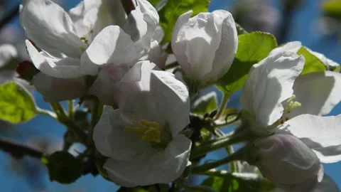 Apple tree flowers 動画素材 131599068
