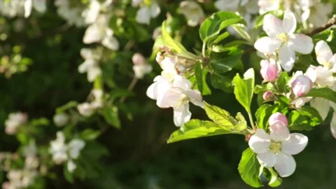 Apple tree flowers. Stock Footage 152717242