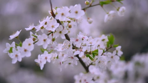 Apple tree flowers Video stock 157160749