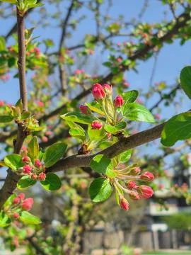 Apple tree flowers, fragrant white flowers in the garden on a warm spring d.. Stock Photos