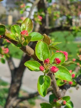 Apple tree flowers, fragrant white flowers in the garden on a warm spring d.. Foto stock