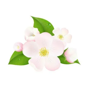 Apple tree flowers Stock Illustration