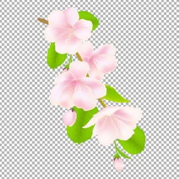 Apple Tree Flowers Stock Illustration
