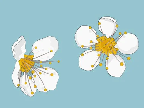 Apple tree flowers isolated on blue background. Vector illustration. Stock Illustration