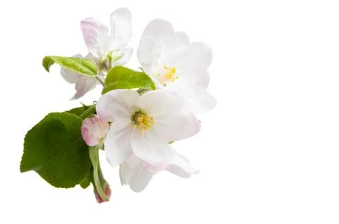 Apple tree flowers isolated Stock Photos