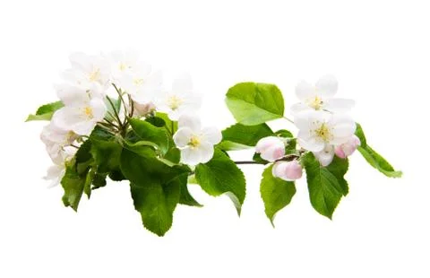 Apple tree flowers isolated Stock Photos