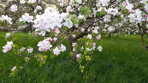Apple tree flowers on a meadow Stock Footage 129513290