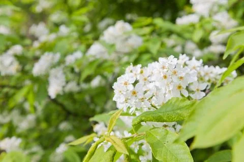 Apple tree flowers Stock Photos