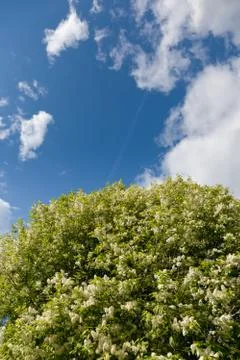 Apple tree flowers Stock Photos