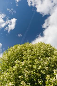 Apple tree flowers Stock Photos