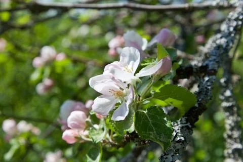 Apple tree flowers Stock Photos