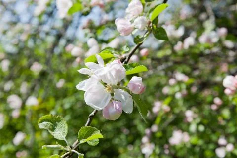 Apple tree flowers Stock Photos