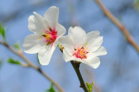 Apple tree flowers 스톡 사진