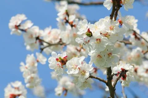 Apple tree flowers 스톡 사진