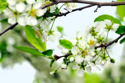Apple tree flowers Stock Photos