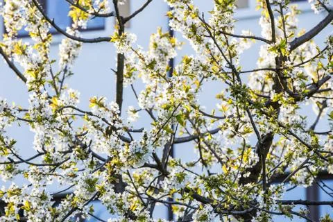 Apple tree flowers Stock Photos