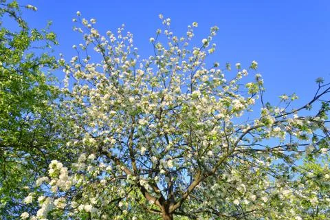 Apple tree flowers. Stock Photos