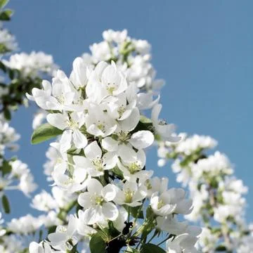 Apple Tree Flowers Stock Photos