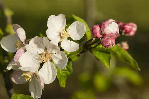 Apple tree flowers. Stock Photos