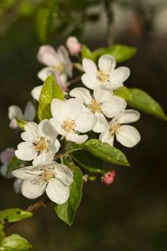 Apple tree flowers. Foto stock