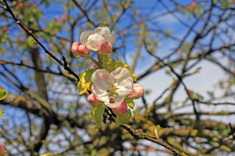 Apple tree flowers Foto stock