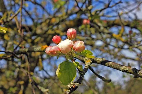 Apple tree flowers Stock Photos