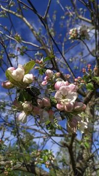 Apple tree flowers Stock Photos