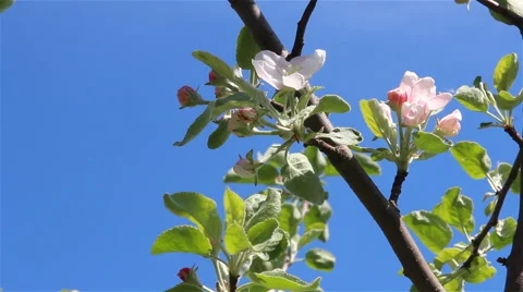 Apple tree flowers slide Stock Footage 65965933