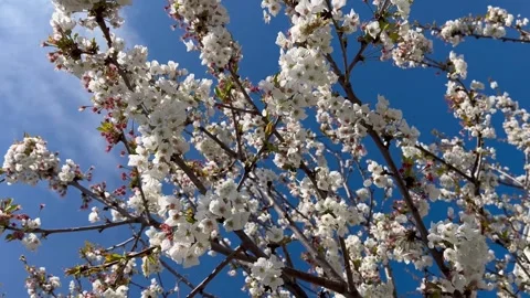 Apple tree flowers spin against the blue sky - stock video Stock Footage 240344680