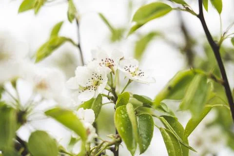 Apple tree flowers in spring after rain, Spring background, Stock Photos