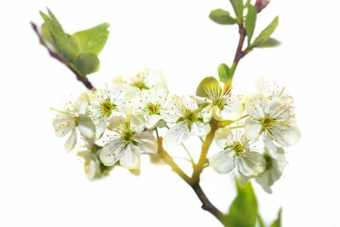 Apple tree flowers, spring flowering trees, close up, selective focus Stock Photos