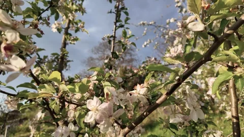 Apple tree with flowers at spring Vídeo Stock 289634476