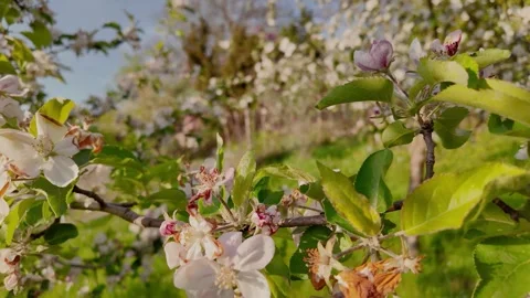 Apple tree with flowers at spring Stock Footage 289634514