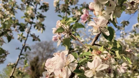 Apple tree with flowers at spring Stock Footage 289634825