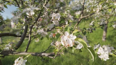 Apple tree with flowers at spring Stock Footage 289634841