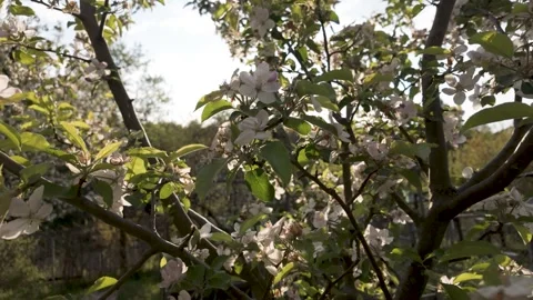 Apple tree with flowers at spring Stock Footage 289634849