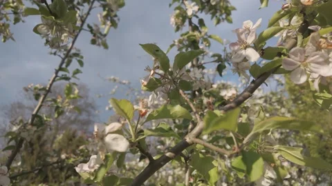 Apple tree with flowers at spring Stock Footage 289634868