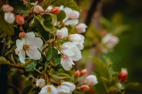 Apple tree flowers in spring Stock-Fotos