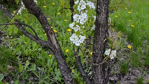 Apple tree flowers in spring on the tree Stock Footage 243525525