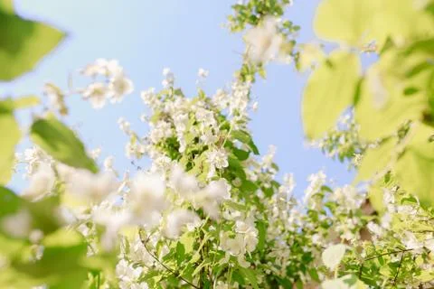 Apple tree flowers in spring with yellow butterfly Stock Photos