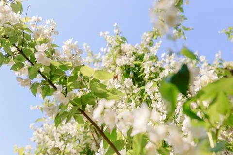 Apple tree flowers in spring with yellow butterfly Stock-Fotos