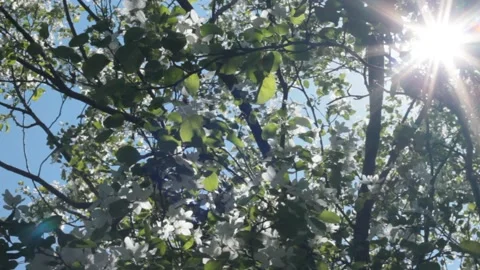 Apple tree flowers in the sun no sound Stock Footage 133708166